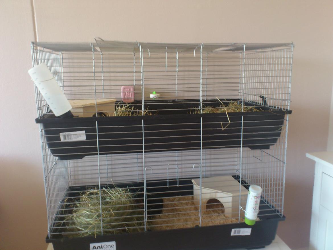 Marsvin Pjevs [R.I.P] billede 5