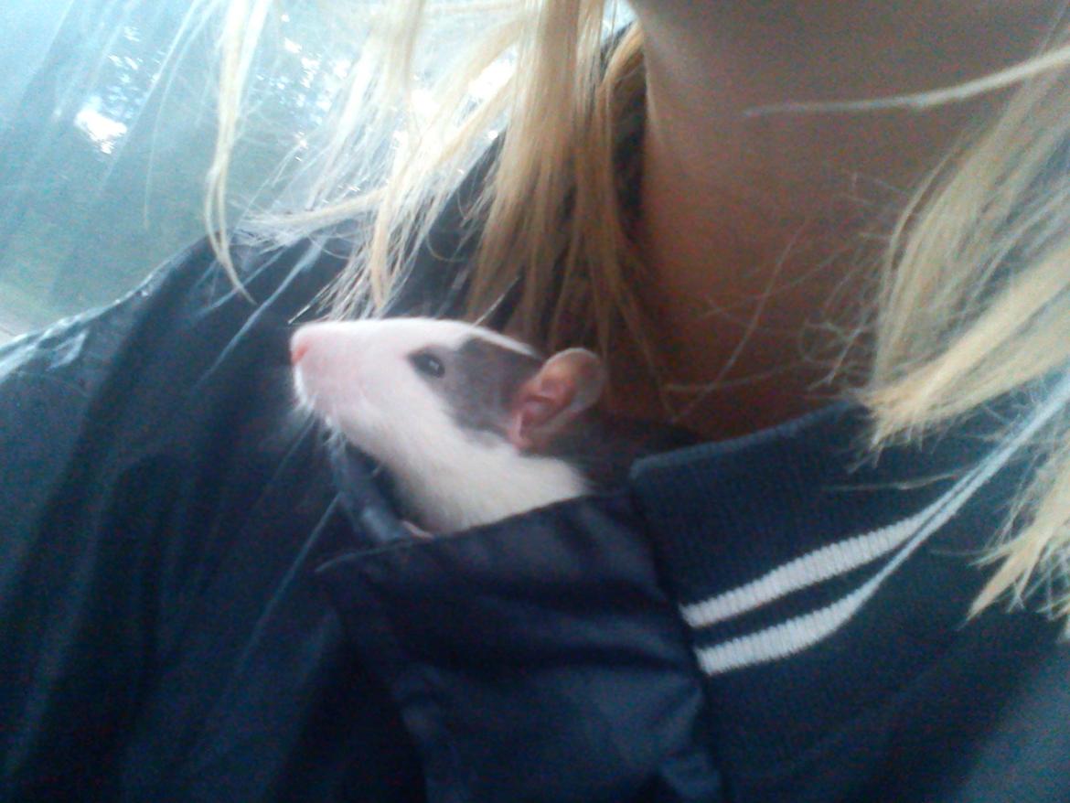 Tamrotte chucky (Charles Lee Ray) billede 7