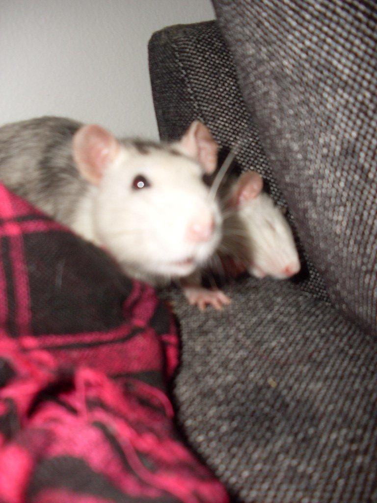 Tamrotte chucky (Charles Lee Ray) billede 9