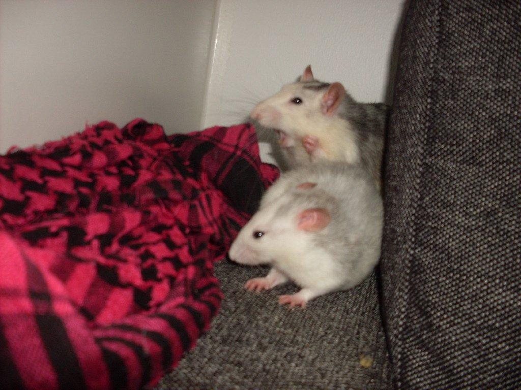 Tamrotte chucky (Charles Lee Ray) - chucky og søn, absint billede 10