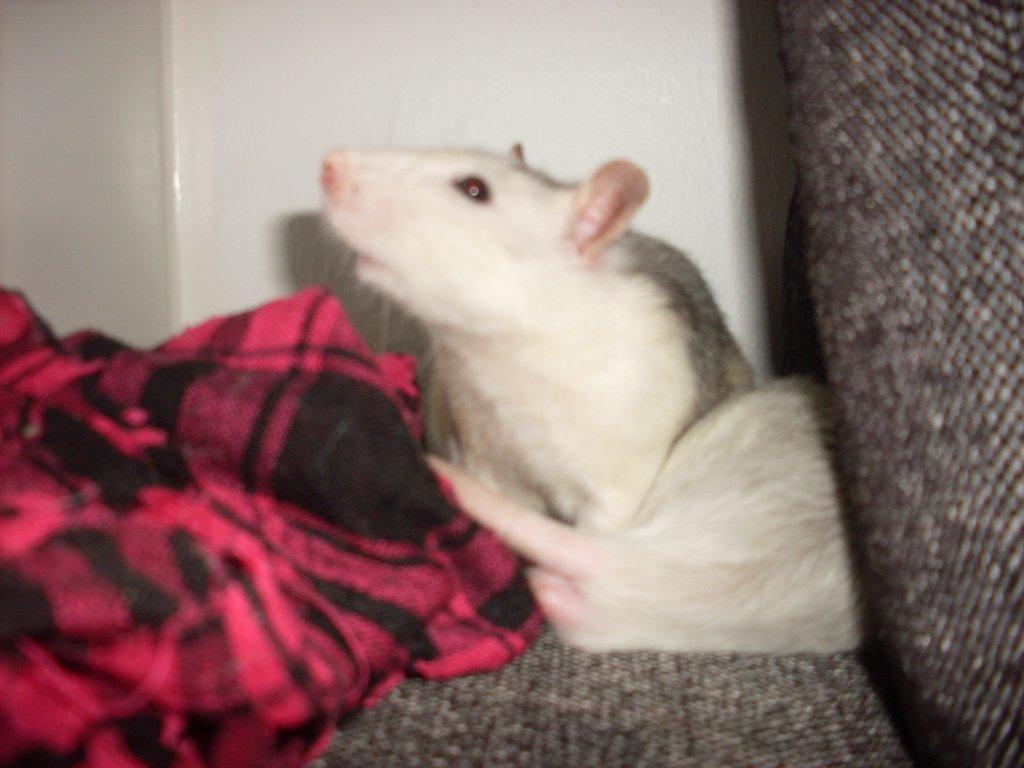 Tamrotte chucky (Charles Lee Ray) billede 11