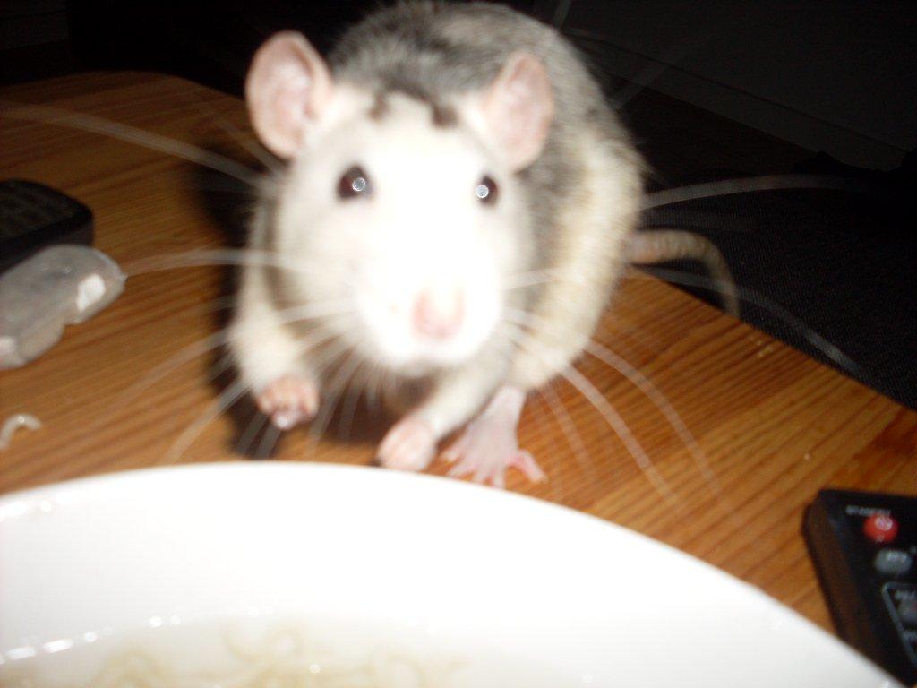 Tamrotte chucky (Charles Lee Ray) billede 12