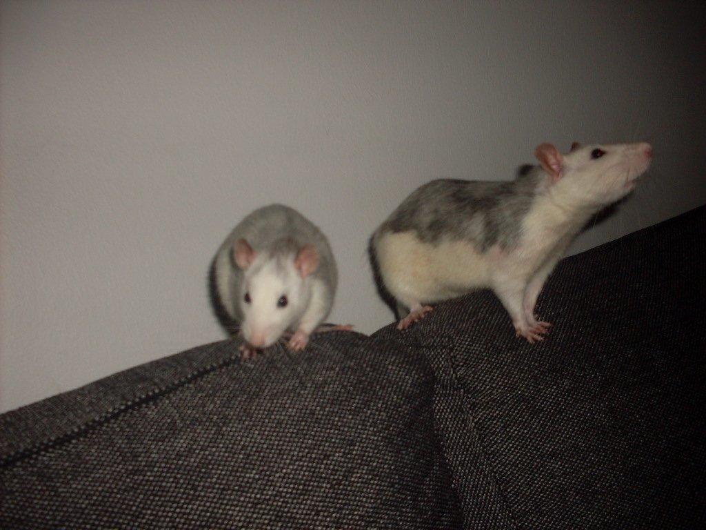 Tamrotte chucky (Charles Lee Ray) billede 13