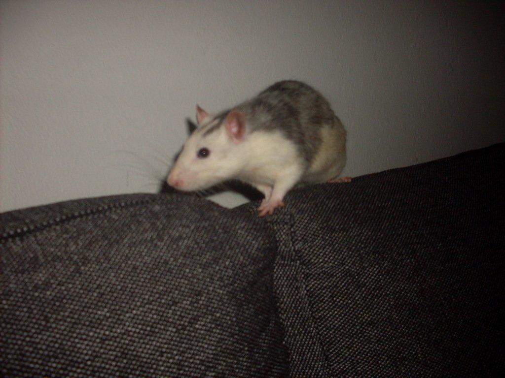 Tamrotte chucky (Charles Lee Ray) billede 14