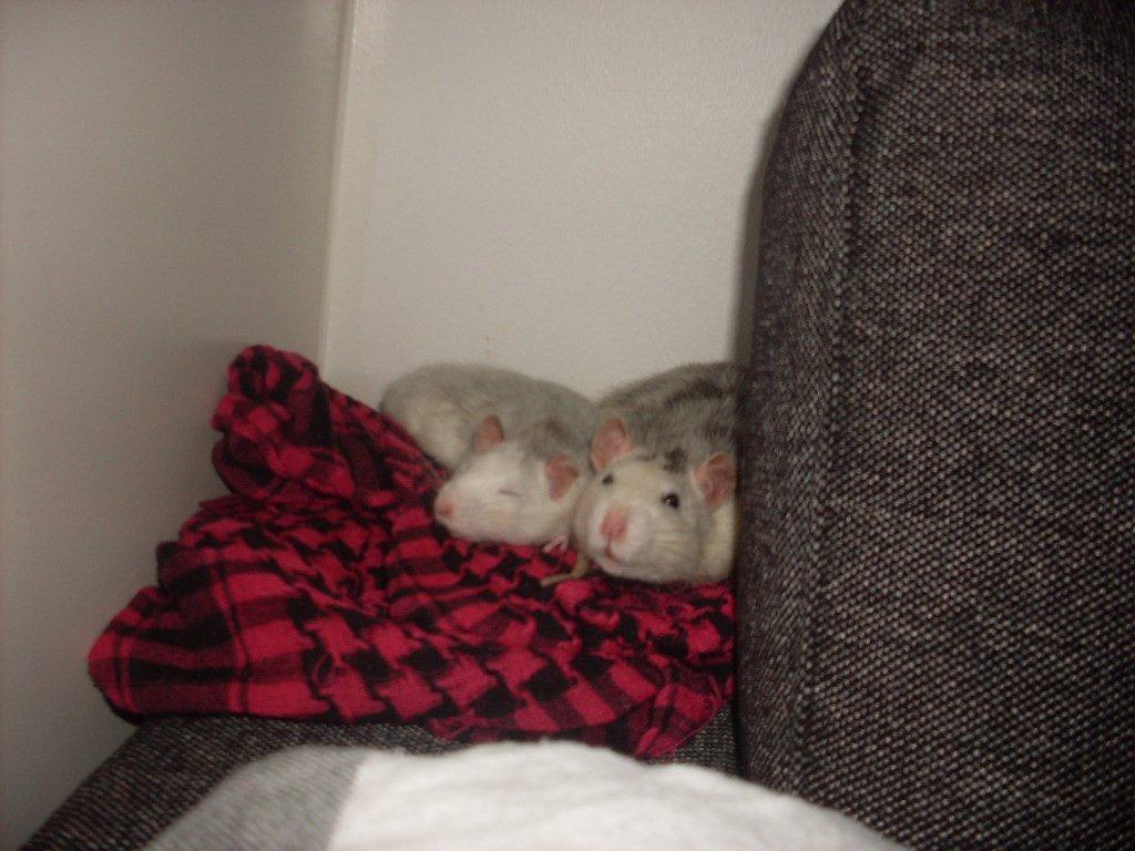 Tamrotte chucky (Charles Lee Ray) billede 16