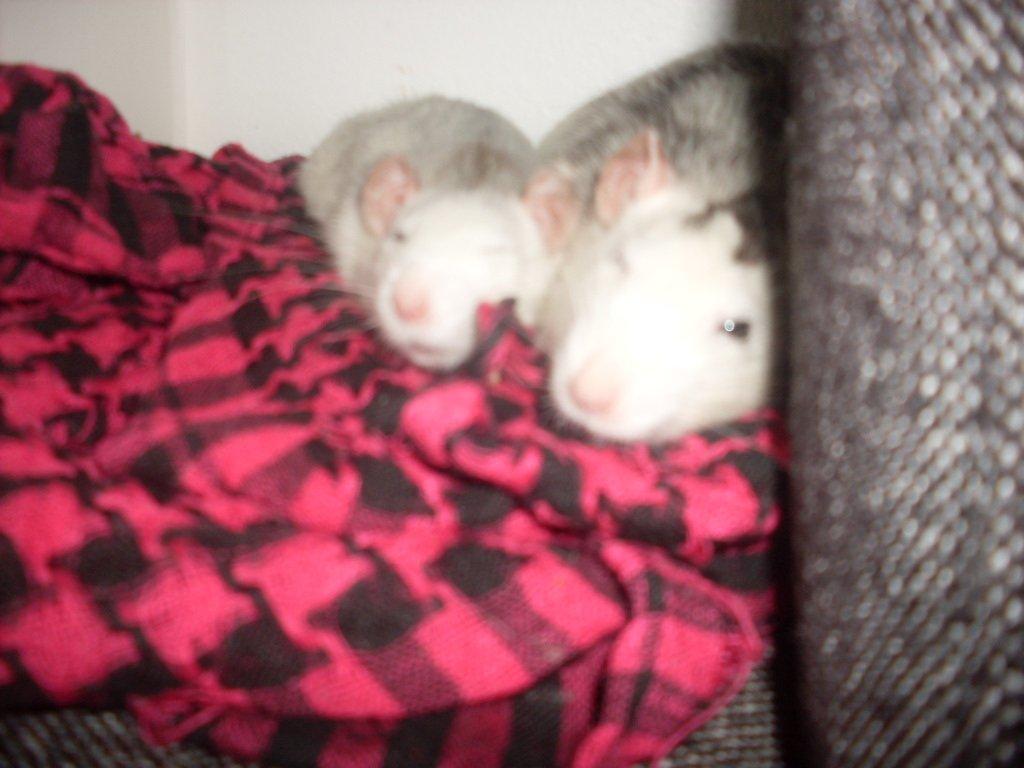 Tamrotte chucky (Charles Lee Ray) billede 17