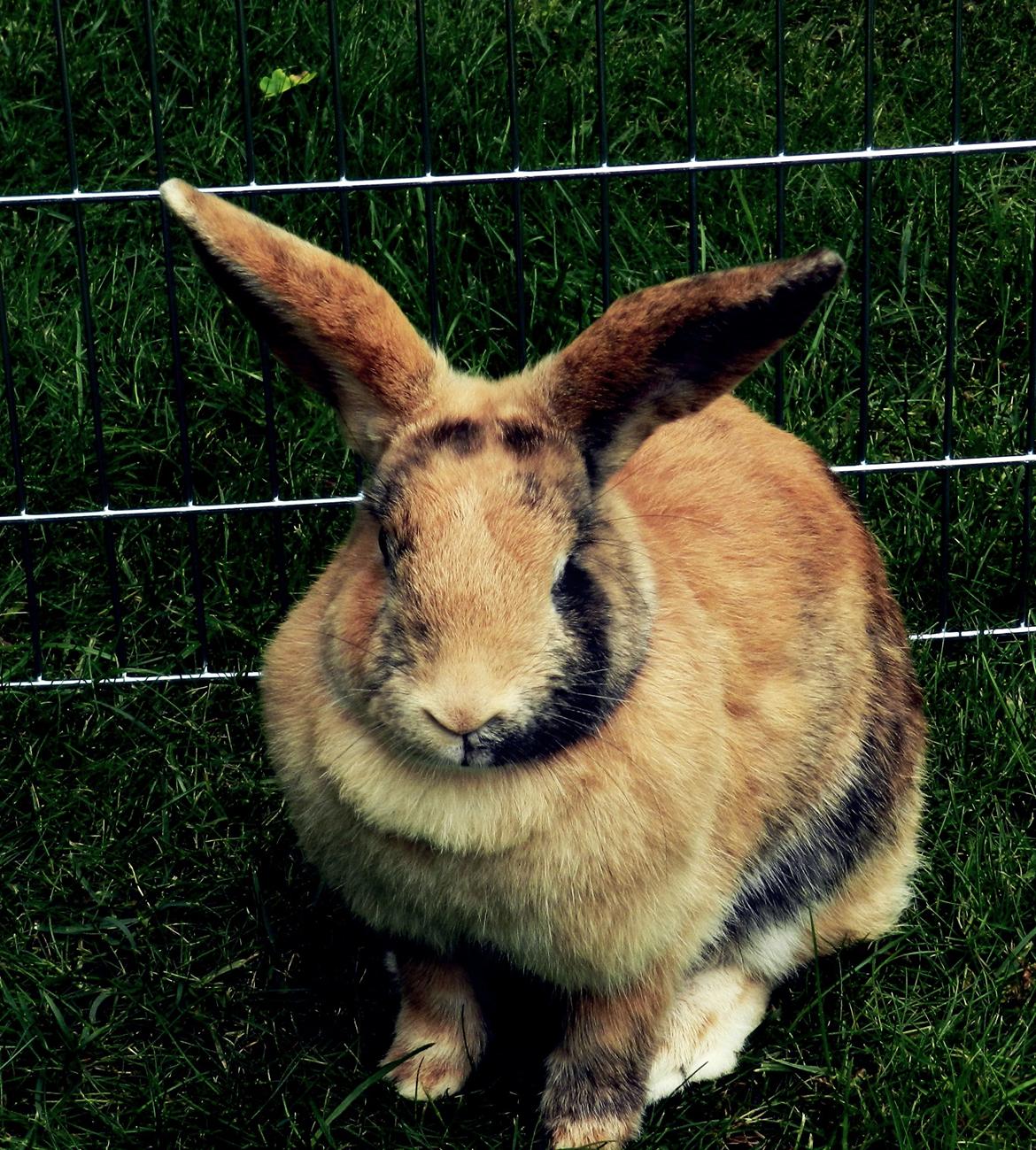 Kanin Anijo´s Silke - Silke i løbegården :D billede 4