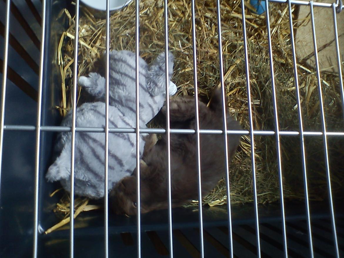 Kanin Coco (Chanel) Diva* - Årh hun putter med bamsen <3 billede 16