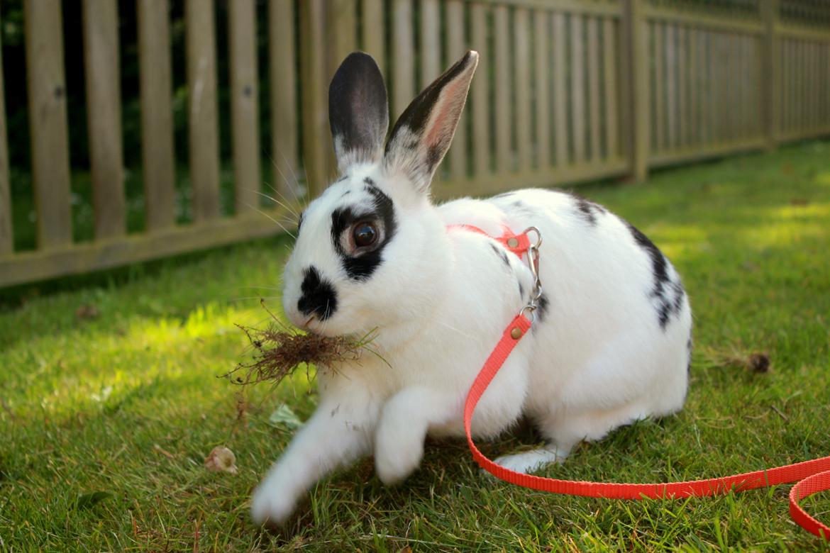 Kanin Dandelions Magnificent "Nuller" billede 19