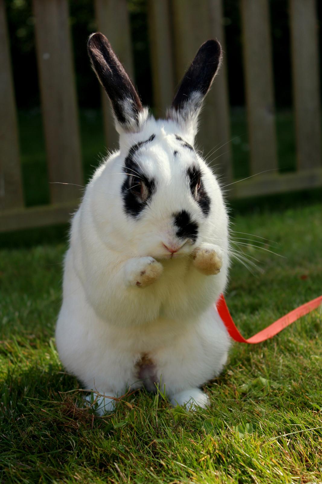 Kanin Dandelions Magnificent "Nuller" billede 7