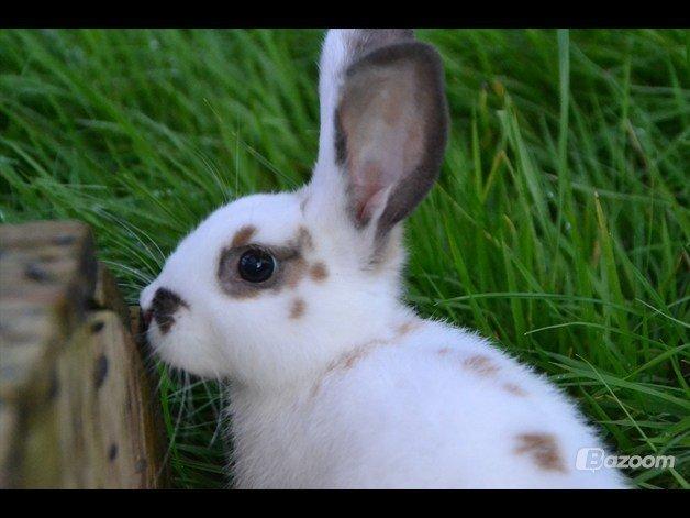 Kanin Fylbinggårds Charlie. - Taget af: EH billede 1