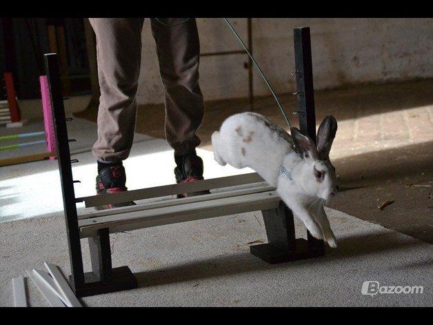 Kanin Fylbinggårds Charlie. - Taget af: EH billede 2