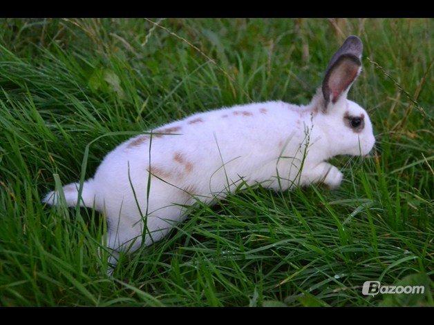 Kanin Fylbinggårds Charlie. - Taget af: EM billede 3