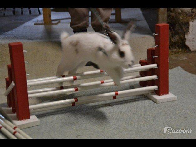 Kanin Fylbinggårds Charlie. - Taget af: EH billede 4