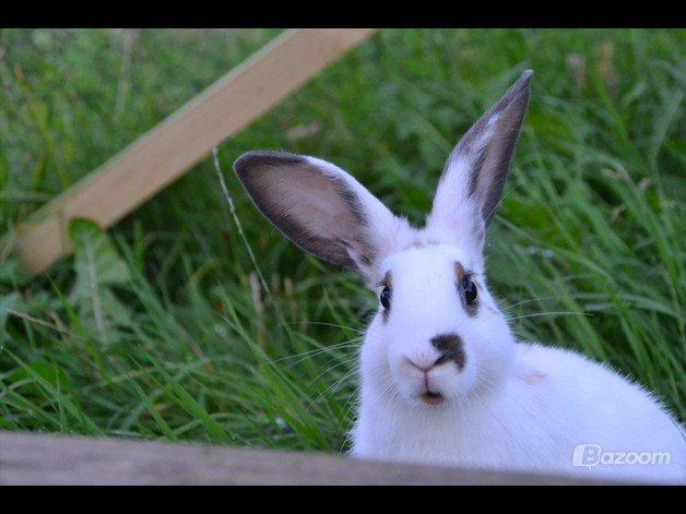 Kanin Fylbinggårds Charlie. - Taget af: EH billede 5