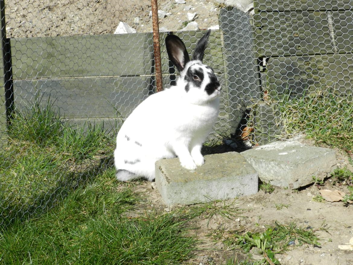 Kanin Freja - Første tur i det fri - Og noget større end da vi købte hende ;-) billede 5