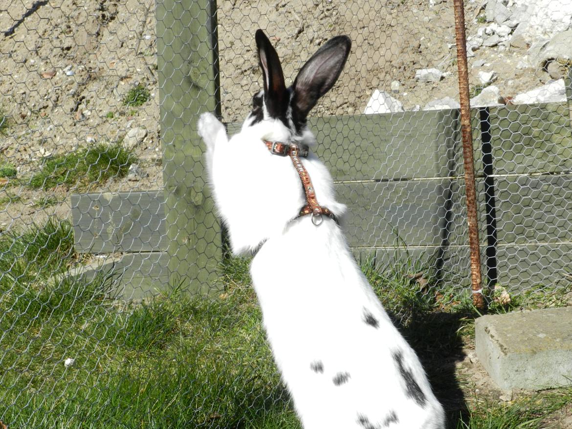 Kanin Freja billede 6