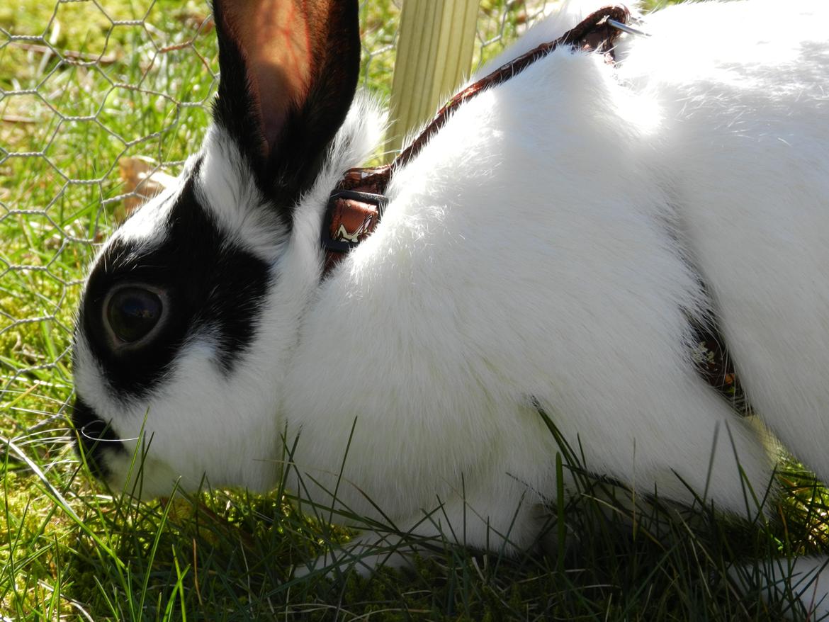 Kanin Freja billede 7