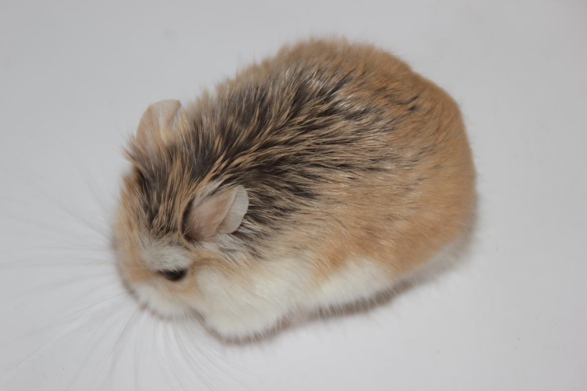 Dværghamster Blomme billede 1