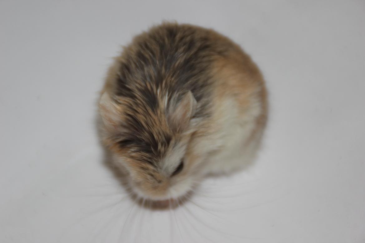 Dværghamster Blomme billede 2