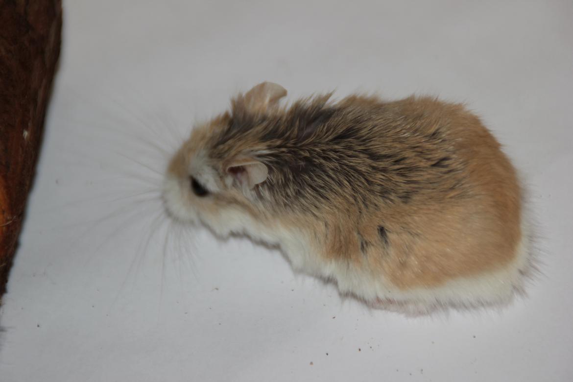 Dværghamster Blomme billede 3