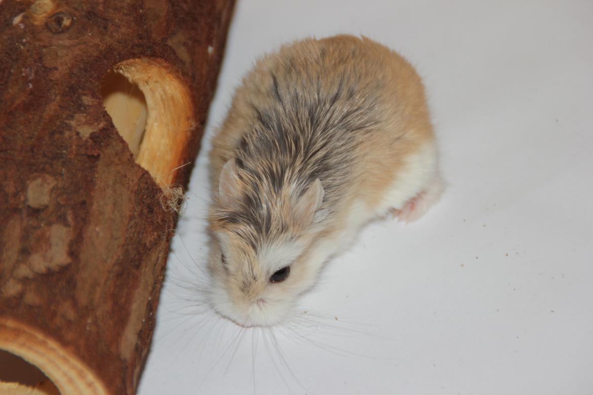 Dværghamster Blomme billede 4