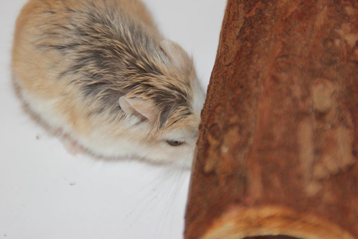 Dværghamster Blomme billede 5