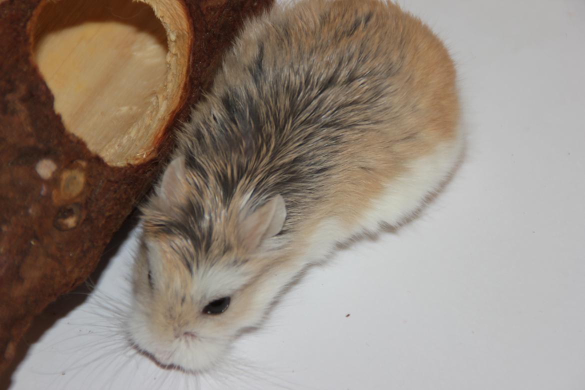 Dværghamster Blomme billede 6