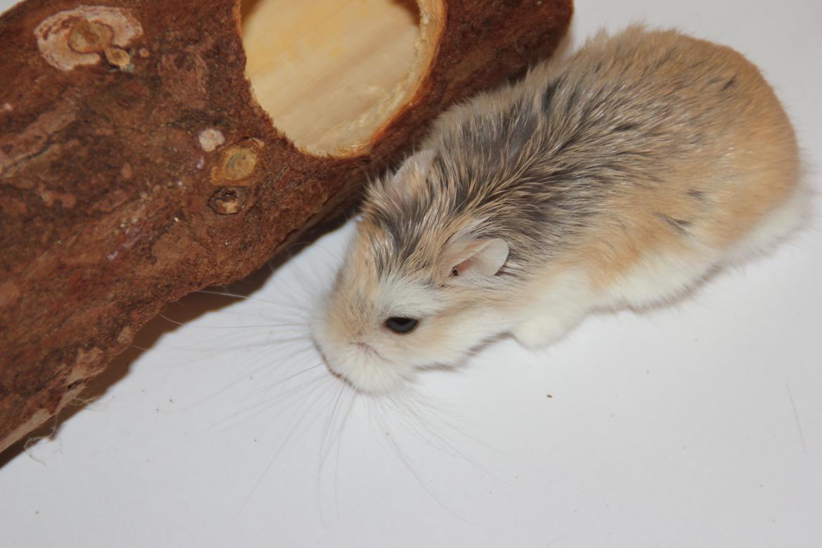 Dværghamster Blomme billede 7