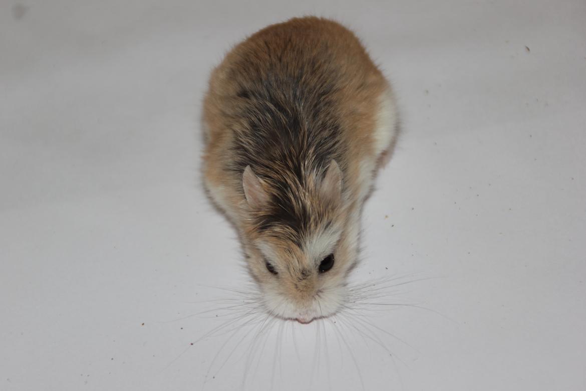 Dværghamster Blomme billede 9