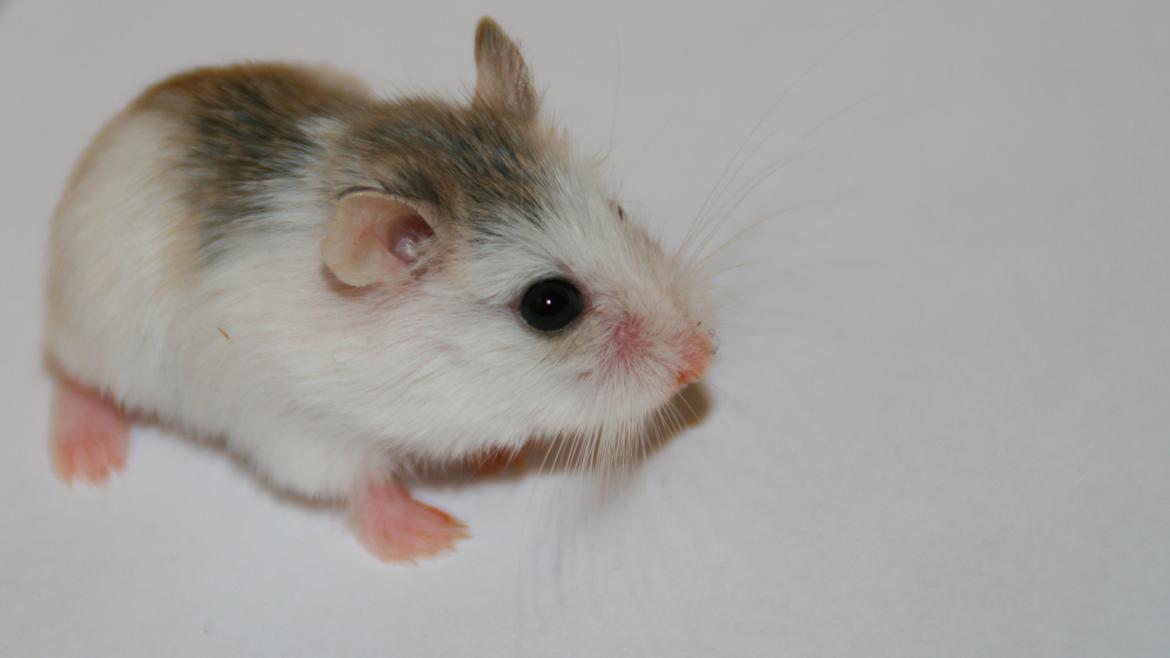 Dværghamster White ear billede 1