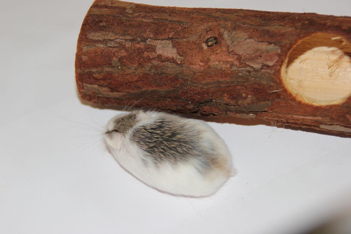 Dværghamster White ear billede 2