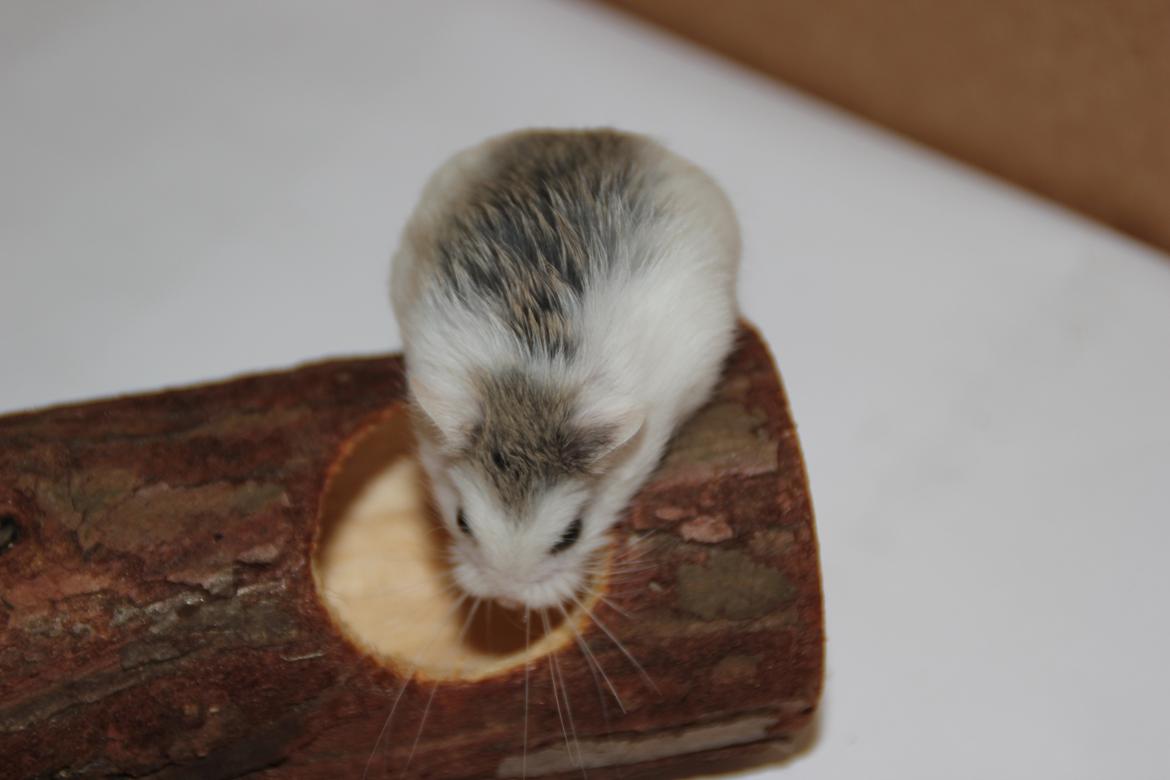 Dværghamster White ear billede 3