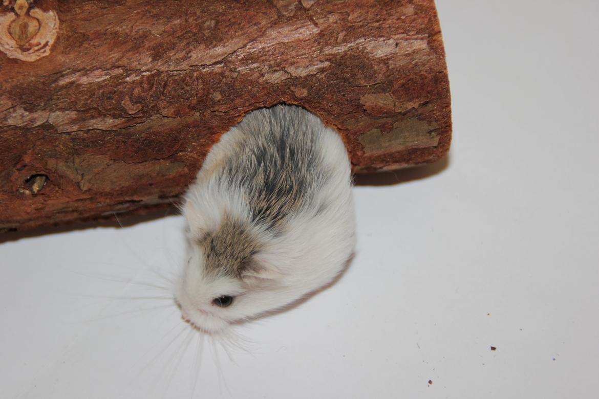 Dværghamster White ear billede 4