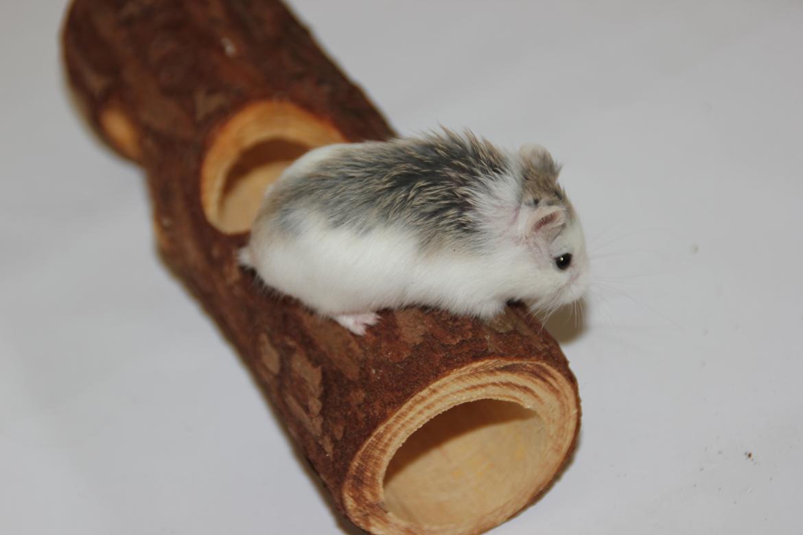 Dværghamster White ear billede 5