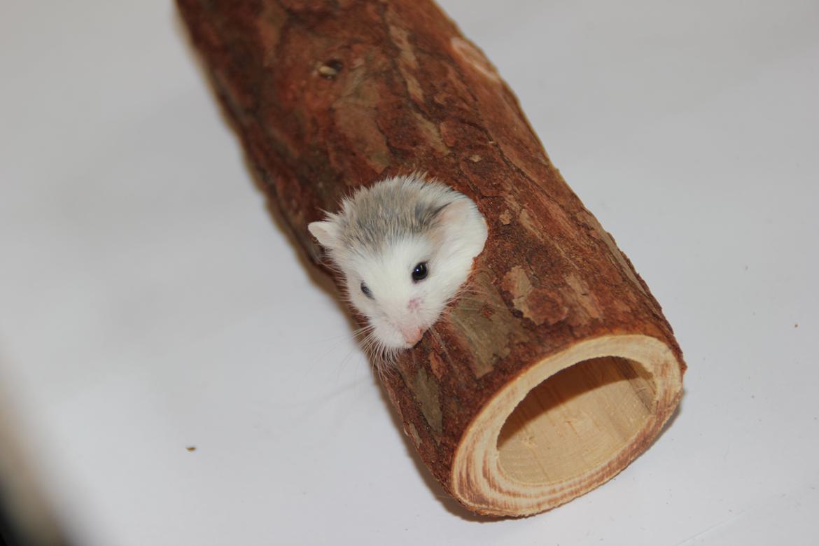 Dværghamster White ear billede 6