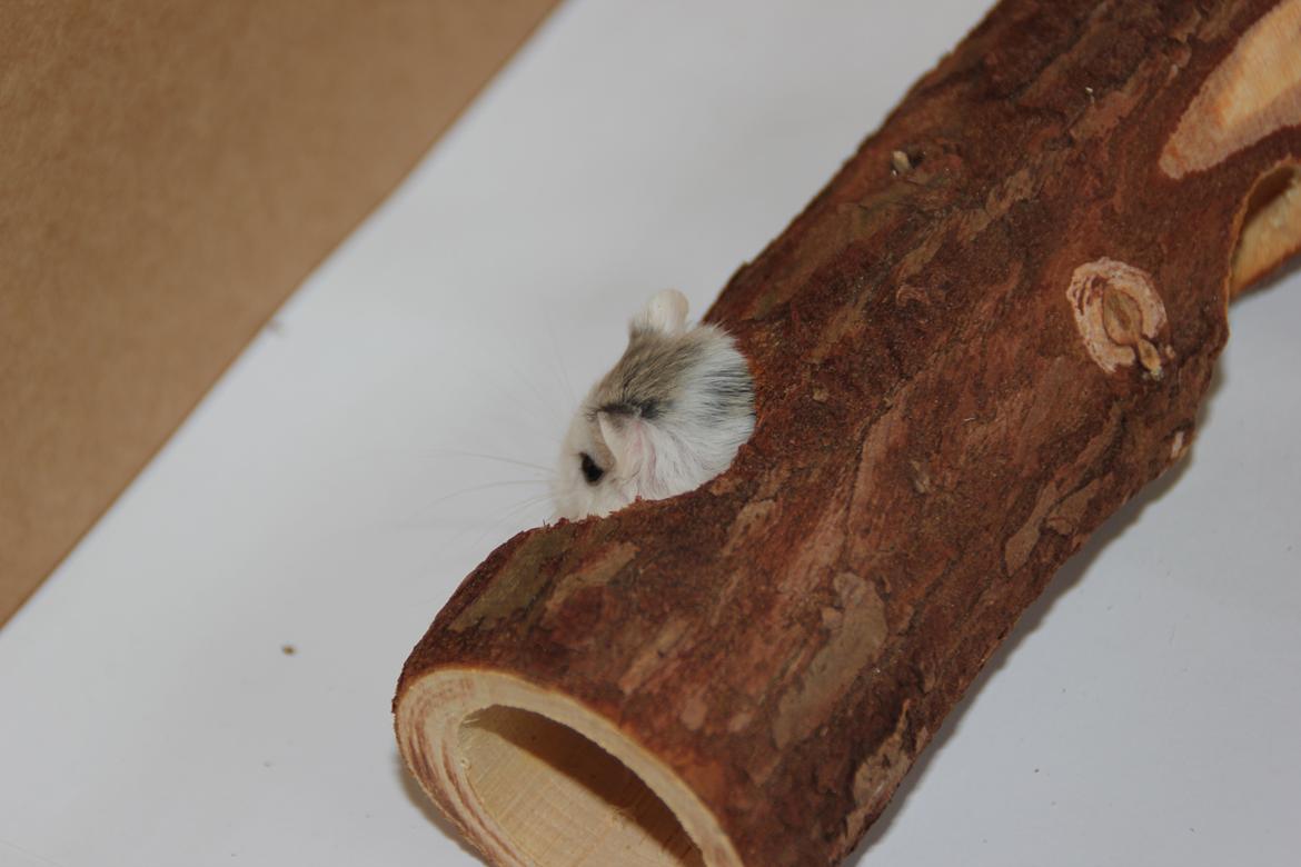 Dværghamster White ear billede 7