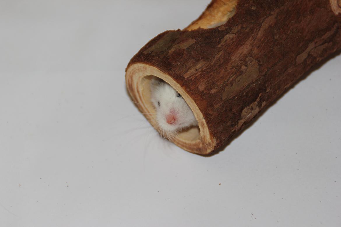 Dværghamster White ear billede 8