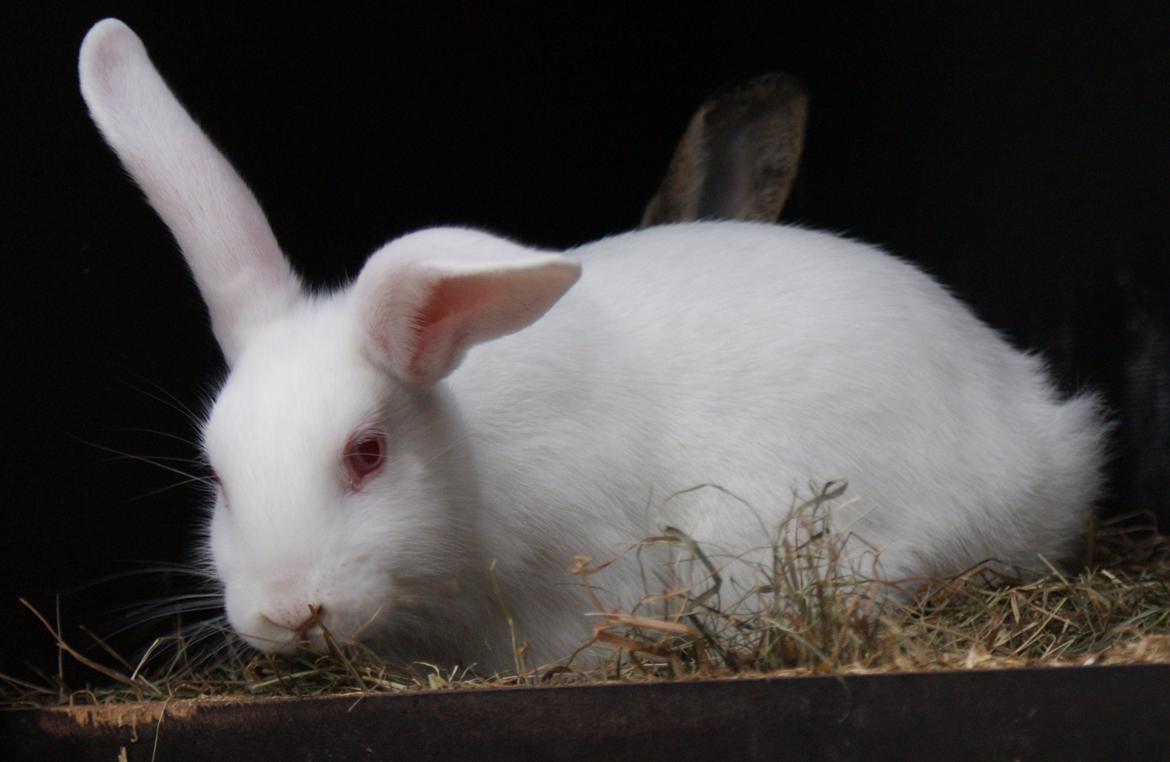 Kanin chasmin-(snowflake) billede 1