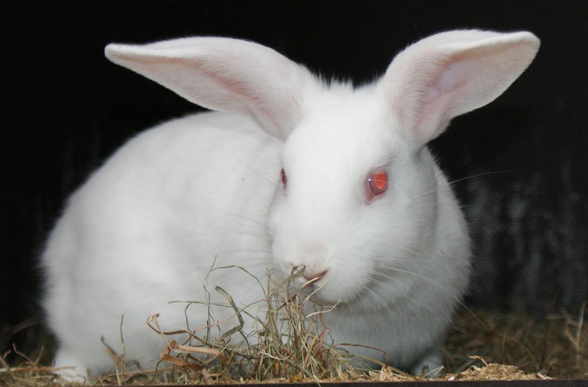 Kanin chasmin-(snowflake) billede 2