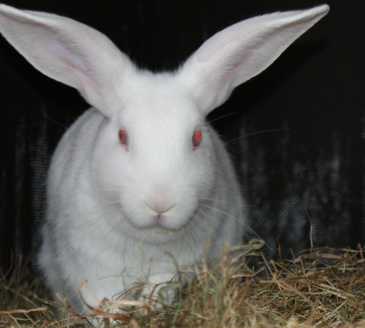 Kanin chasmin-(snowflake) billede 3