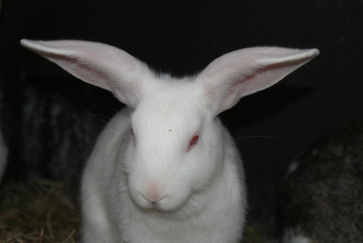 Kanin chasmin-(snowflake) billede 4