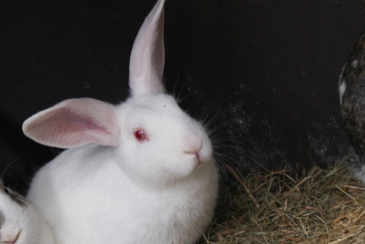 Kanin chasmin-(snowflake) billede 5