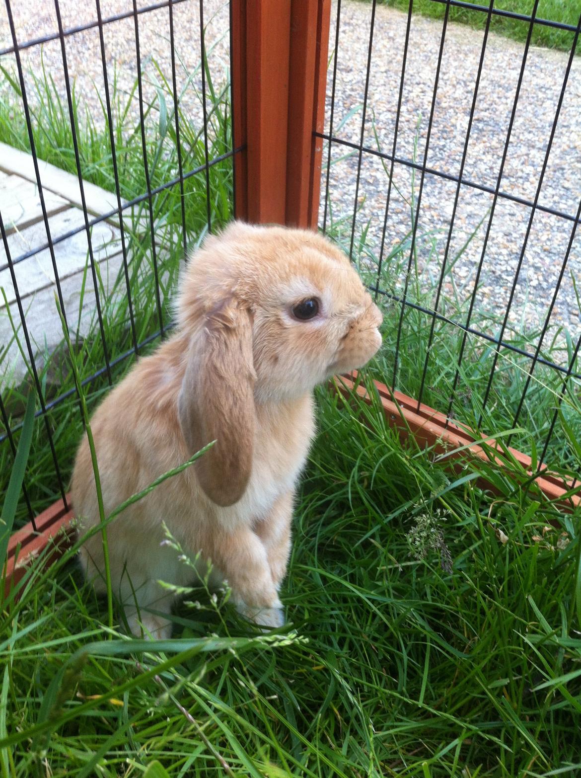 Kanin Albert billede 1