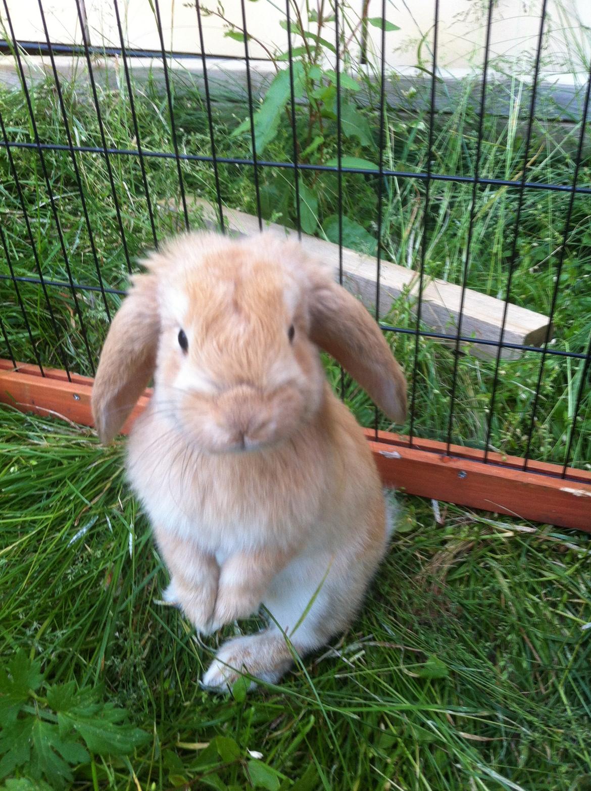 Kanin Albert billede 2