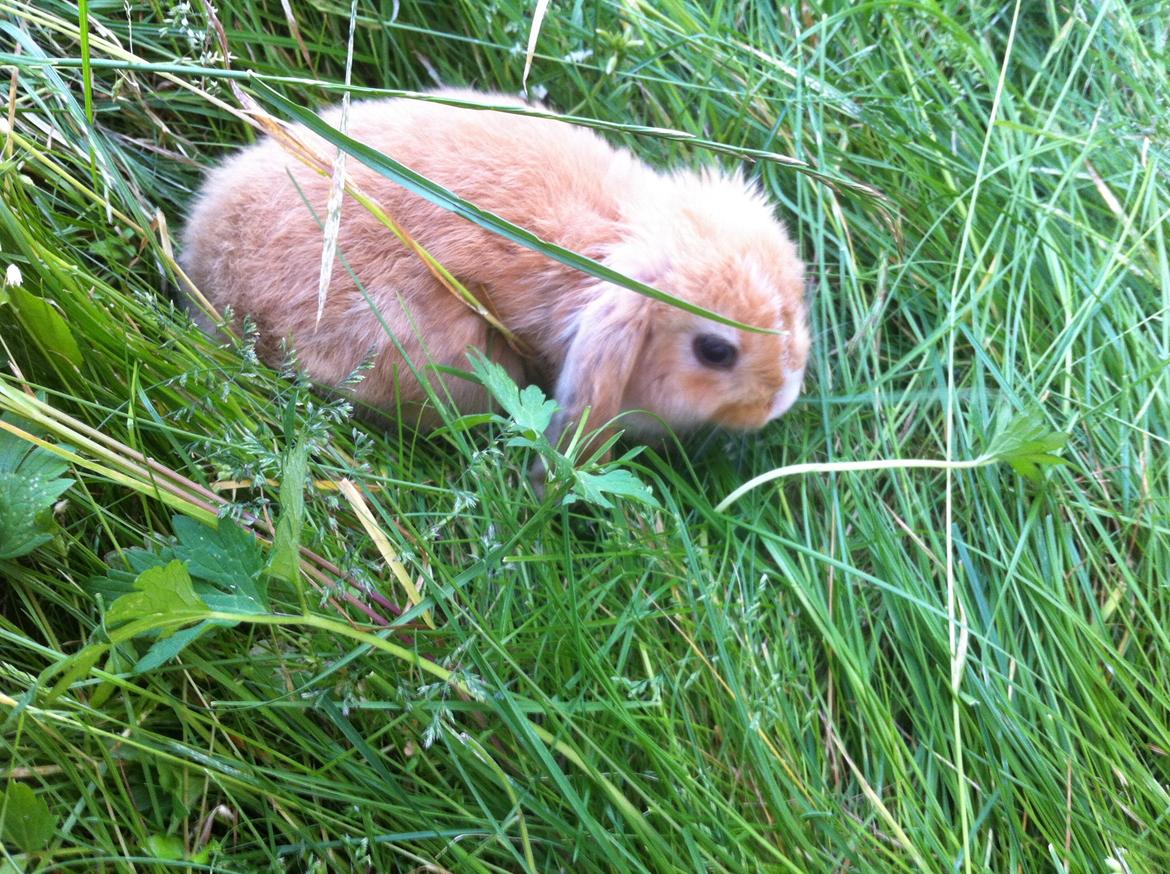 Kanin Svanemarks PeZu Akita -  "Alberte" billede 1