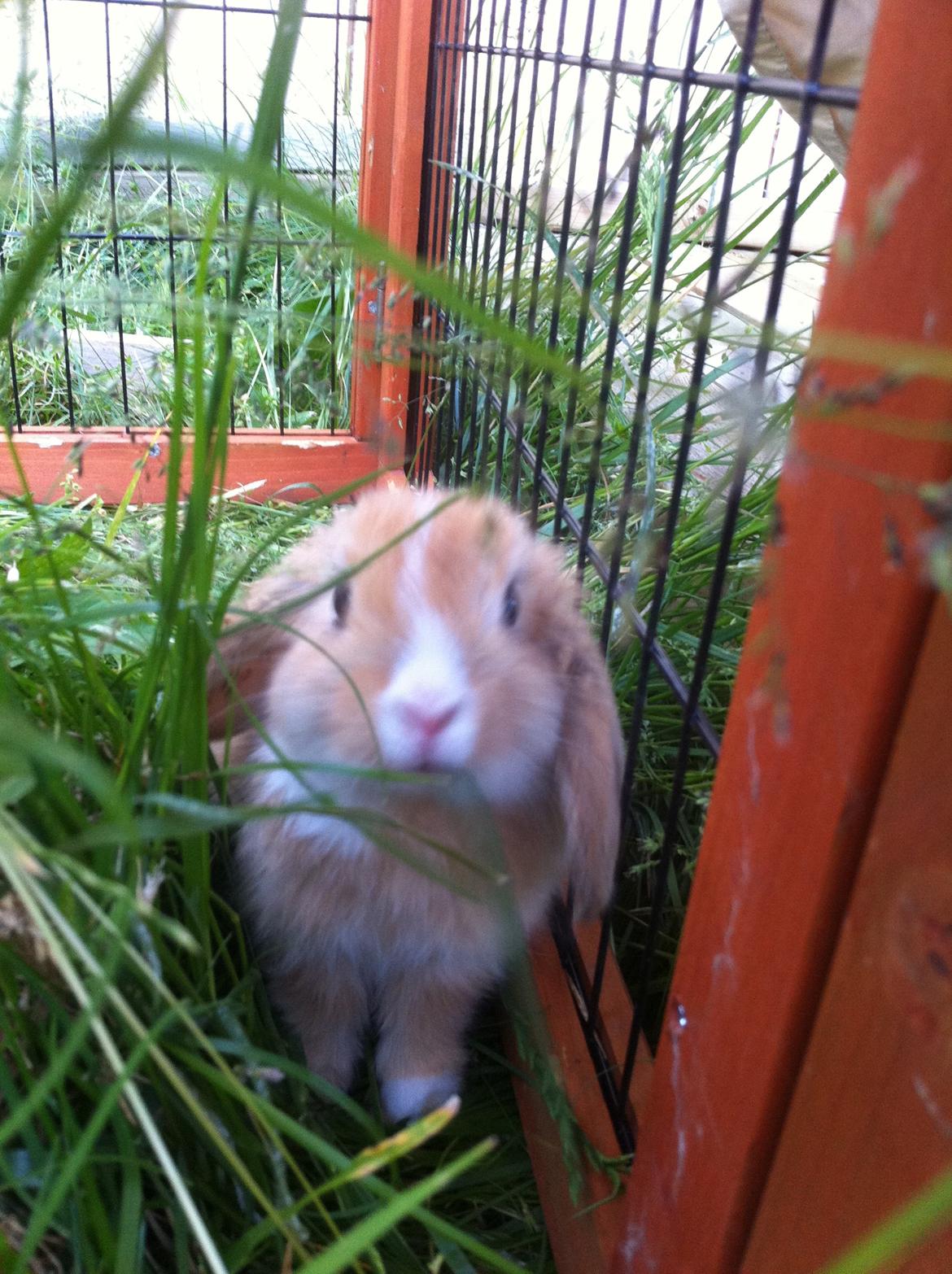 Kanin Svanemarks PeZu Akita -  "Alberte" billede 3