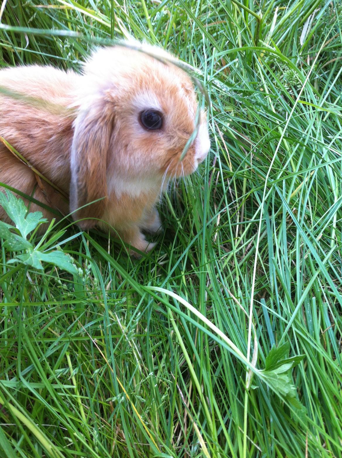 Kanin Svanemarks PeZu Akita -  "Alberte" billede 2