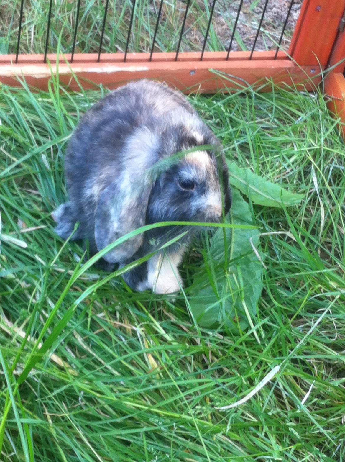 Kanin Musse billede 2