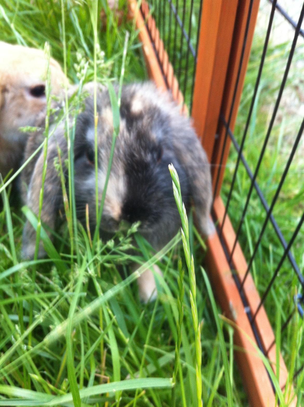 Kanin Musse billede 5